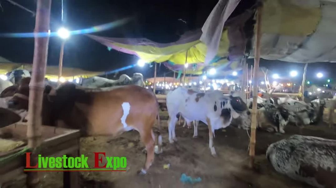 Bargaining In Block 4 - Sohrab Goth Cow Mandi Night Visit
