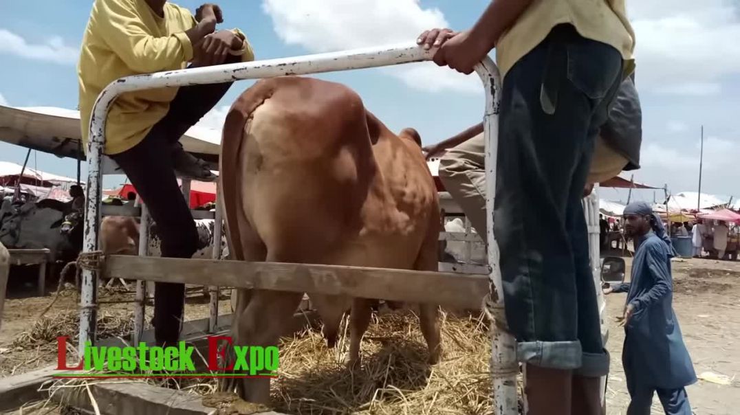 Sunday Ko Mandi Kaisi Rahi - Cattle Prices Sohrab Goth Cow Mandi 2020