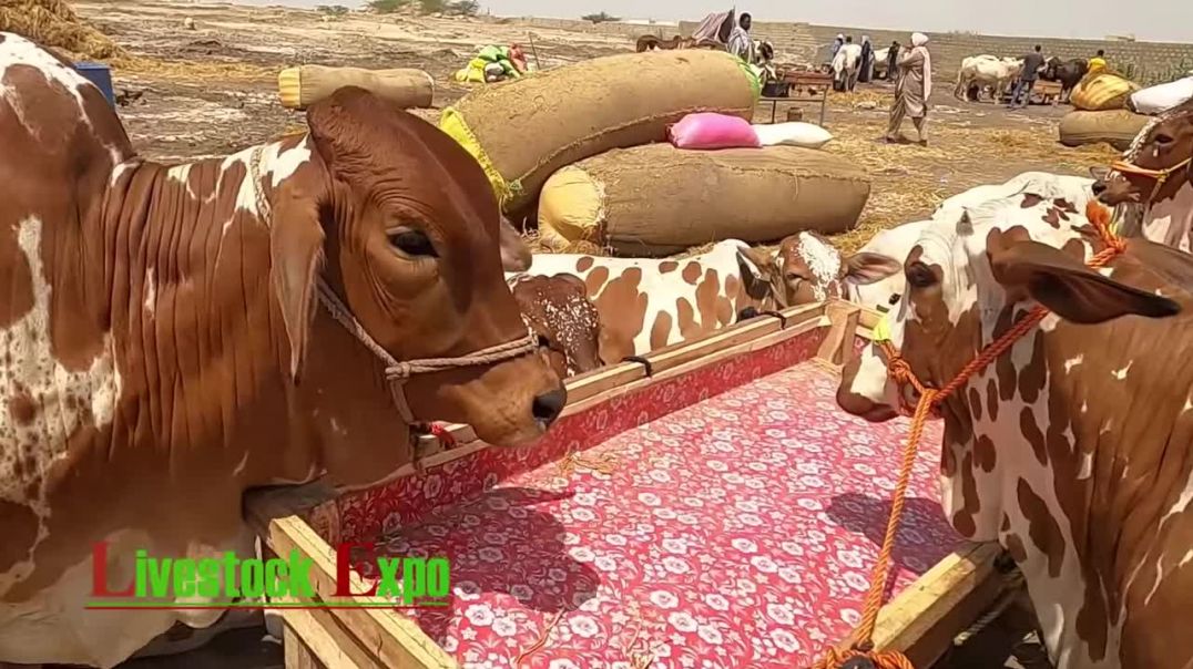 Cattle Prices Sohrab Goth Maweshi Mandi Update 22 June 2020
