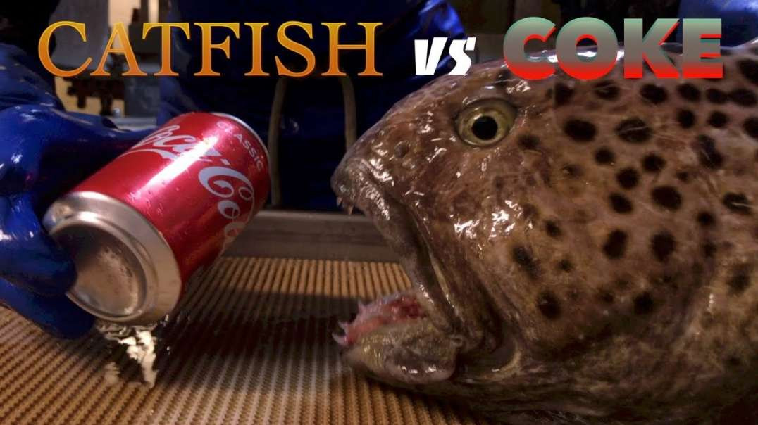 Catfish vs Coke
