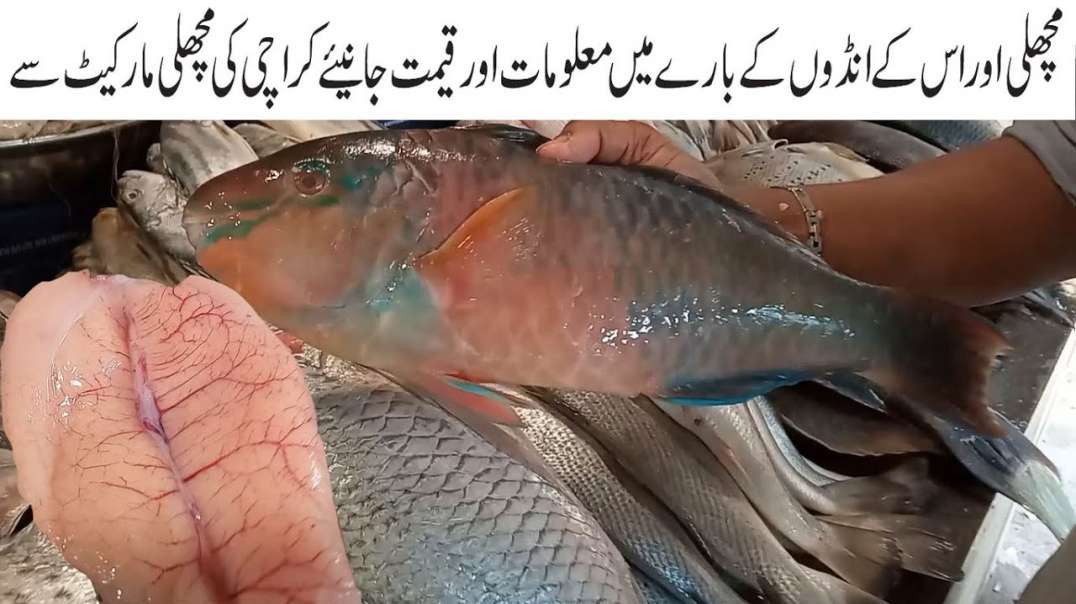 Fish Market Info Karachi Current Price Fish Eggs Sea Food Market Fresh fish identification