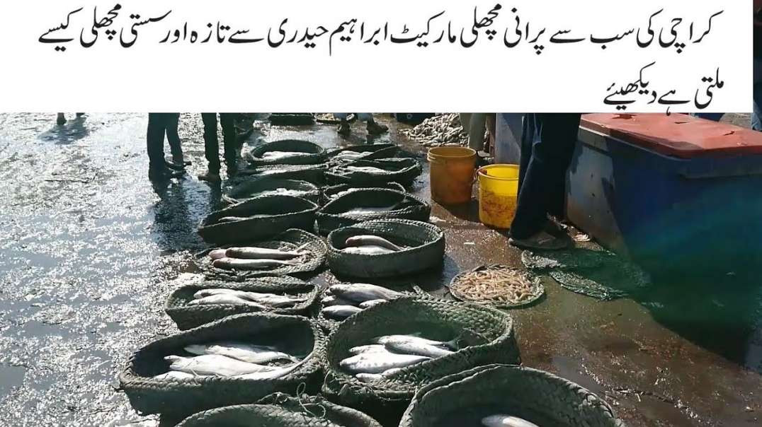 Oldest Fish Market Karachi Ibrahim Haidri Wholesale Fish Market Info Current price Best Time